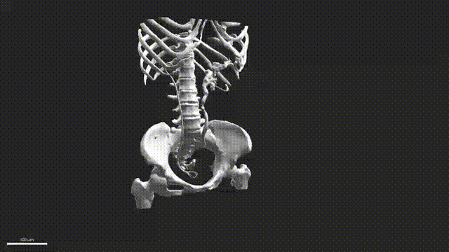1.gif